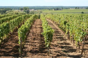 1280px-Château_d’Yquem,_Sauternes_vineyards