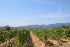 vineyards-rhone-valley
