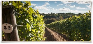 English-vineyard